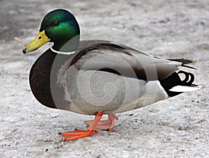 Mallard Duck. Closeup of a drake, standing in the