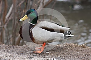 Mallard Duck. Closeup of a drake, standing in the