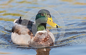 This Mallard duck is coming closer