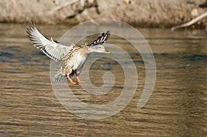 Mallard Duck Coming in for a Landing on the River