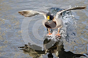 Mallard Duck Coming in for a Landing on the Still Water