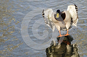 Mallard Duck Coming in for a Landing on the Still Water