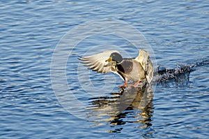 Mallard Duck Coming in for a Landing on the Still Water