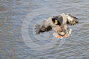 Mallard Duck Coming in for a Landing on the Still Water