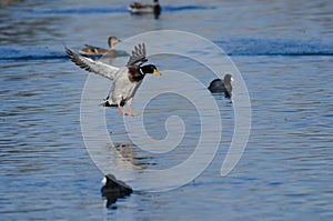 Mallard Duck Coming in for a Landing on the Water