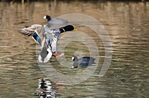 Mallard Duck Coming in for a Landing on the Water