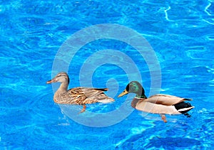 Mallard duck couple