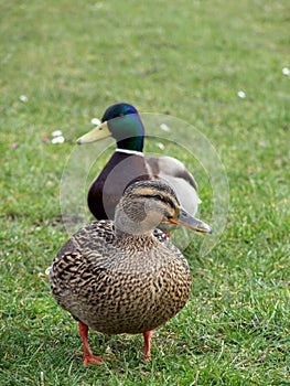 Mallard Duck Couple