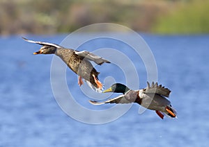 Mallard Duck Couple Landing