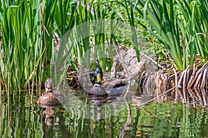 Mallard duck couple swimming in lake