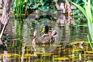 Mallard duck couple swimming in lake