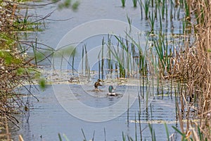 Mallard duck couple swimming in lake