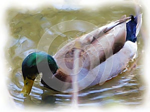 Mallard Duck on the Creek Brush Paintin