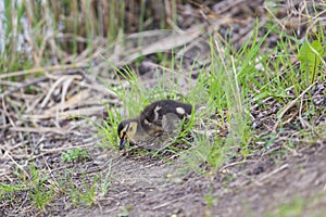 A mallard duck cub goes in the grass by the pond