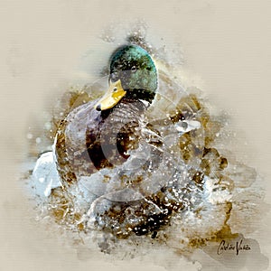 Mallard Duck Digital Painting