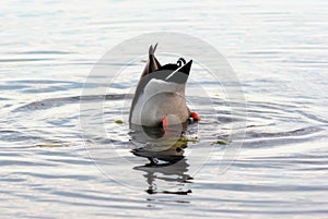 Mallard duck diving in a pound