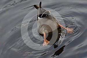 A mallard duck diving skilfully