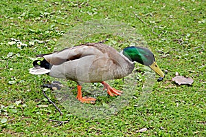 mallard duck, drake