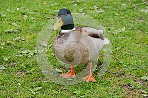 mallard duck, drake