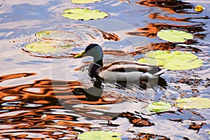 Mallard Duck Drake