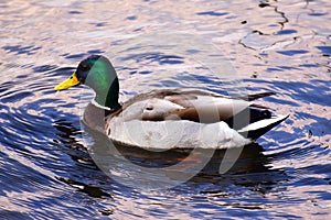 Mallard Duck Drake