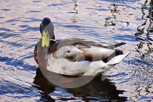 Mallard Duck Drake