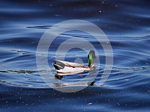 Mallard duck Drake dives for fish on the river. He gets his food.