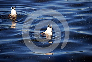 Mallard duck Drake dives for fish on the river. He gets his food.