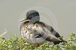 Mallard duck drake by edge of lake