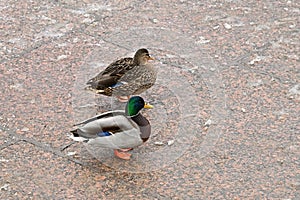 Mallard Duck. A drake and  female mallard