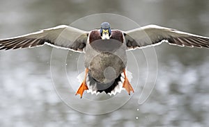 Mallard Duck Drake in flight, Georgia