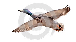 Mallard duck drake in flight on white background