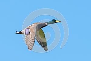 Mallard duck- drake flying in the blue sky