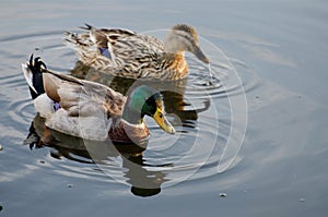 Mallard Duck Drake and Hen