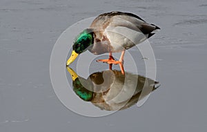 Mallard duck drake on ice