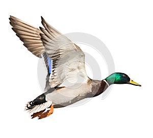 Mallard duck drake isolated on white in flight