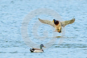 Mallard duck drake landing on water