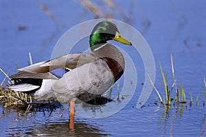 Mallard Duck Drake  822054