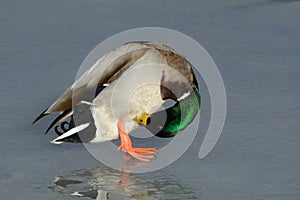 Mallard Duck Drake preening