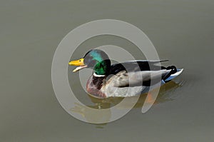 Mallard Duck Drake Quacking