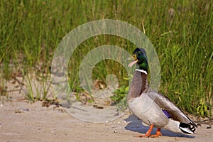 Mallard Duck Drake Quacks  819763