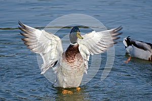 Mallard Duck Drake Spreads Wings in Mating Display