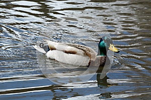 Mallard duck drake