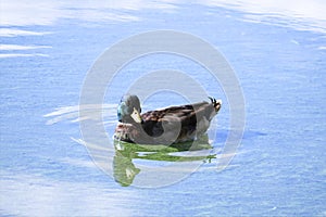 Mallard duck drake swims in the lake, the sky with clouds is reflected in the water