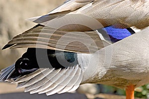 Mallard Duck Drake Tail Closeup   702926