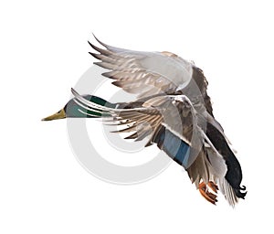 Mallard duck drake on white in flight