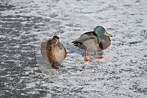 Mallard Duck Drakes and Ducks couple