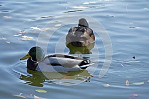 Mallard duck drakes - orginal and hybryd