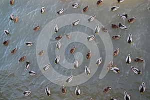 Mallard duck and drakes swim in water, the top view