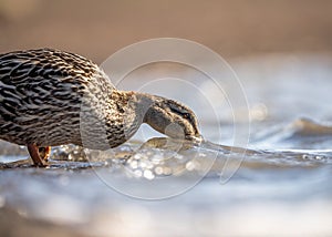 Mallard duck drinking from shore of lake as waves lap against the river bank